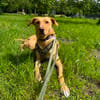 Buffy wartet auf eine neue Chance