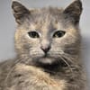 LUCY - Katzenmädchen sucht ihr Glück!