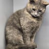LUCY - Katzenmädchen sucht ihr Glück!