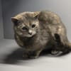 LUCY - Katzenmädchen sucht ihr Glück!
