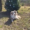 Nala - ist sensibel