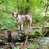 Nala - ist sensibel