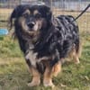 Buddy, ein toller Rüde sucht Zuhause