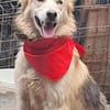 Ronja suche Menschen mit Herz