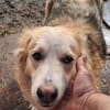 Ronja suche Menschen mit Herz
