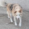 Ronja suche Menschen mit Herz