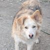 Ronja suche Menschen mit Herz