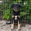 Zoe, freundlicher Welpe sucht Familie