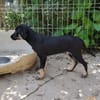 Zoe, freundlicher Welpe sucht Familie