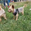 Masni,liebe YorkshireTerrier Hündin