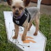 Masni,liebe YorkshireTerrier Hündin