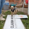 Masni,liebe YorkshireTerrier Hündin
