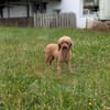 Amy, schüchternes Zwergpudel Mädchen
