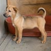 Max, ausgeglichener Welpe sucht Familie
