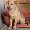 Max, ausgeglichener Welpe sucht Familie