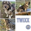 TWIXX -ruhiger, verspielter Kuschelbär