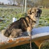 TWIXX -ruhiger, verspielter Kuschelbär