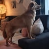 Wallace jetzt Simba