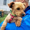 Babsi, liebes Yorkshire Terrier Mädchen