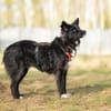 Anki - wartet in 57632 Ziegenhain