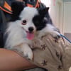 RICO PAA24249