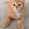 OUNA PETITE DE NINOU À ADOPTER EN DUO OU SEULE SI DÉJÀ UN CHAT PRÉSENT CHEZ VOUS