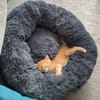 OUNA PETITE DE NINOU À ADOPTER EN DUO OU SEULE SI DÉJÀ UN CHAT PRÉSENT CHEZ VOUS