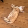 OUNA PETITE DE NINOU À ADOPTER EN DUO OU SEULE SI DÉJÀ UN CHAT PRÉSENT CHEZ VOUS