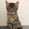 PITCHOU PETIT DE NINOU A ADOPTER EN DUO OU SEUL DI DÉJÀ UN CHAT PRÉSENT CHEZ VOUS