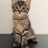 PITCHOU PETIT DE NINOU A ADOPTER EN DUO OU SEUL DI DÉJÀ UN CHAT PRÉSENT CHEZ VOUS