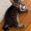 PITCHOU PETIT DE NINOU A ADOPTER EN DUO OU SEUL DI DÉJÀ UN CHAT PRÉSENT CHEZ VOUS