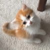 NOUPI PETIT DE NINOU À ADOPTER EN DUO OU SEUL SI DÉJÀ UN CHAT PRÉSENT CHEZ VOUS