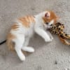 NOUPI PETIT DE NINOU À ADOPTER EN DUO OU SEUL SI DÉJÀ UN CHAT PRÉSENT CHEZ VOUS