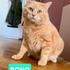 BONO