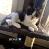 BAÏA et BIDULE