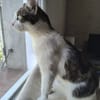 Gigi