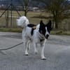 Zuhause gesucht für Adi