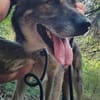Lobo, sanfter Riese sucht Einzelplatz