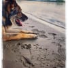 Lobo, sanfter Riese sucht Einzelplatz