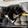 Traumhündin CINDY sucht ein Zuhause