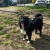 Traumhündin CINDY sucht ein Zuhause
