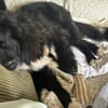 Traumhündin CINDY sucht ein Zuhause
