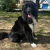 Traumhündin CINDY sucht ein Zuhause