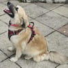 Rosie