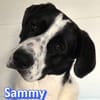 Sammy - freundlich und verschmust