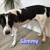 Sammy - freundlich und verschmust