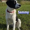 Sammy - freundlich und verschmust