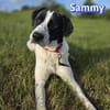 Sammy - freundlich und verschmust