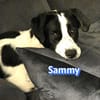 Sammy - freundlich und verschmust