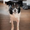 Maxi sucht seine Menschen